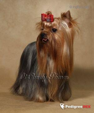 VLASTELIN IMPERII IORKOV OT PANDI SHARM — Labaza DogPedigree YorkshireTerrier